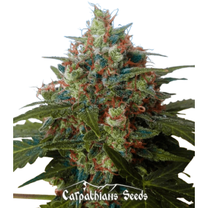 Auto Black Chere Feminised