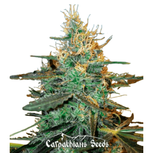 Auto Black Tisa Feminised