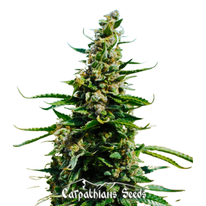 Auto Blueberry Feminised