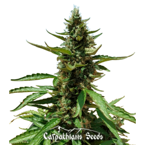 Auto Goverla  Feminised