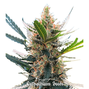 Auto Northern Blue Feminised