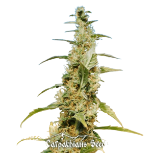 Auto Northern Lights Feminised