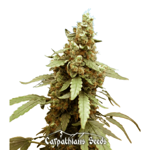 Auto Sinevir Feminised