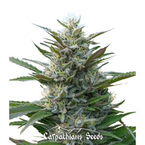 Auto Carpathian Torch of Gods Feminised