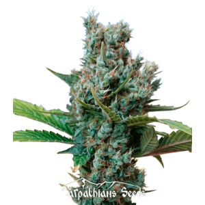 Auto White Chere Feminised