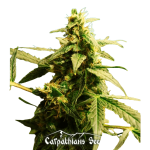 Auto White Tisa Feminised