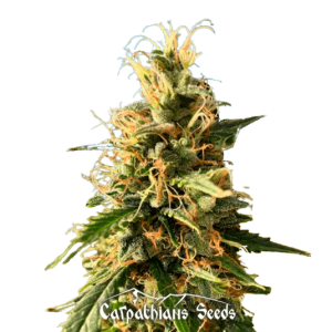 Auto Carpathian Molfar Feminised