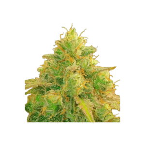 Californian Zkittlez XL Auto