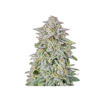 Diablo’s Watermelon XL Auto