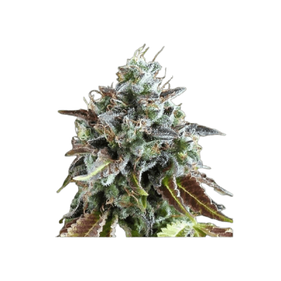 Gorilla Gelato