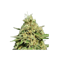 Mango Sherbet Early Flowering