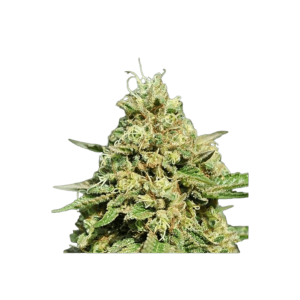 Mango Sherbet Early Flowering