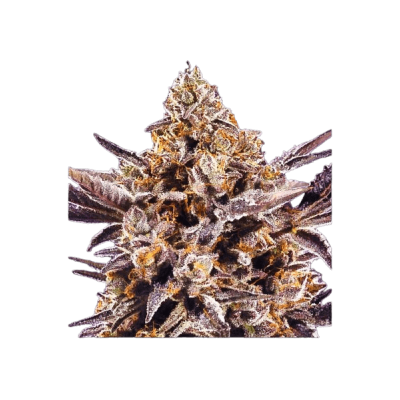 Mimosa Runtz XL Auto