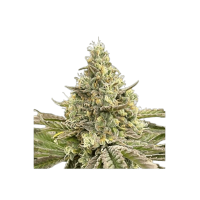 Papaya Runtz Early Flowering