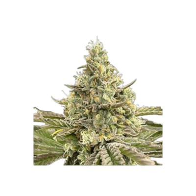 Papaya Runtz Early Flowering