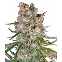 GMO AUTO STRAIN