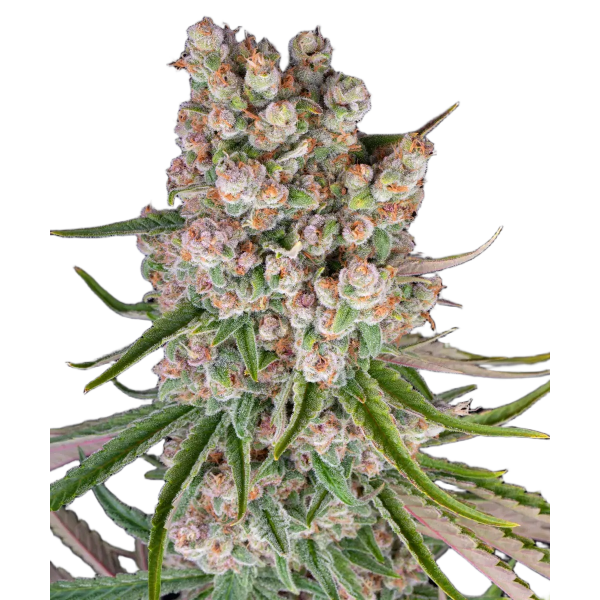 Насіння коноплі GMO AUTO STRAIN - Barney’s Farm Seeds