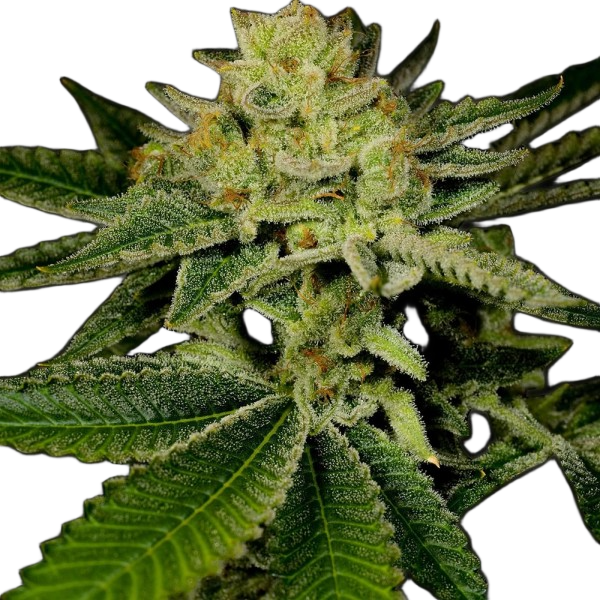 Fast Version AK-47 - Holland