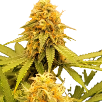 Fast Version Banana Punch