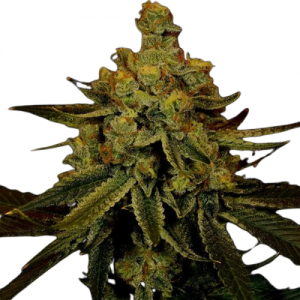 Fast Version Big Bud