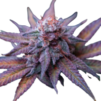 Fast Version Blue Dream