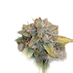 Fast Version Chocolope