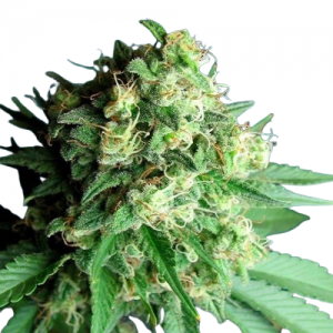Fast Version Green Crack