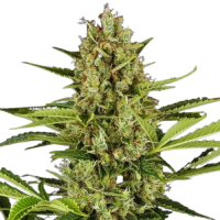 Fast Version Jack Herer