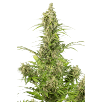 Auto White Widow CBD