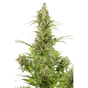 Auto White Widow CBD