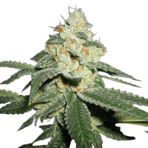 Auto Great White Shark