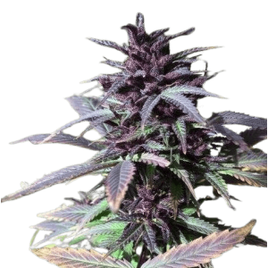 Auto Maroc Purple