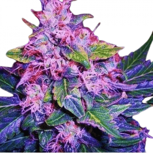 Семена конопли  Auto Blueberry - Holland