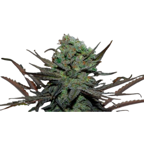 Семена конопля Eleven Roses Auto - Delicious Seeds