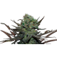 Семена конопля Eleven Roses Auto - Delicious Seeds