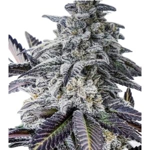 Eleven Roses Auto