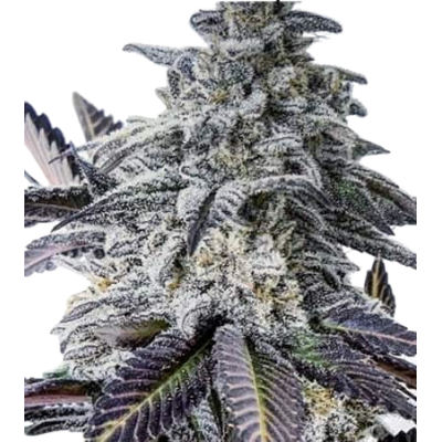 Eleven Roses Auto