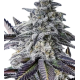 Семена конопля Eleven Roses Auto - Delicious Seeds