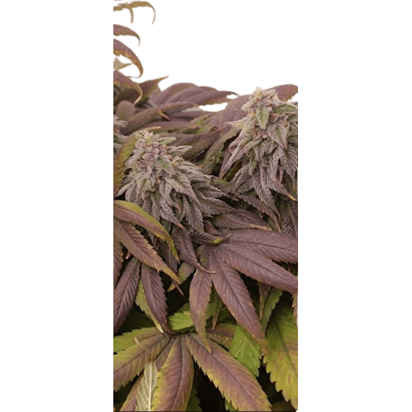 Насіння коноплі Golosa від Delicious Seeds