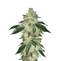 Auto Green Crack