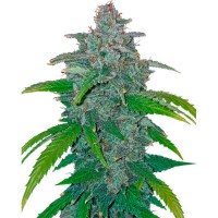 Auto Blue Dream