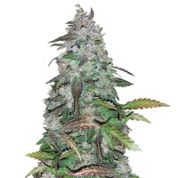 Auto Fastberry