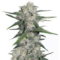 Auto Gorilla Glue
