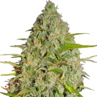 Auto Grapefruit`matik