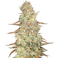 Auto Mimosa cake