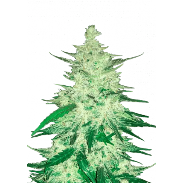 Насіння коноплі CBD Auto 1:1 (CBD Crack) - Fast Buds Autoflower Seeds