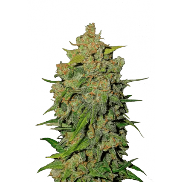 Семена конопли  Auto Lemon AK  - Fast Buds Autoflower Seeds