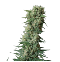 AK-47