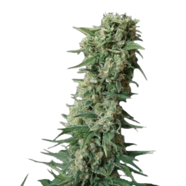 Насіння коноплі  AK-47 - Amsterdam Seeds