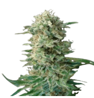 Big Dutch Bud